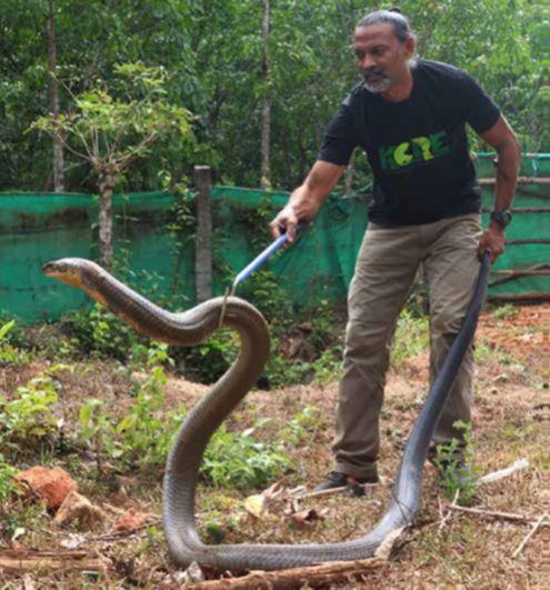 Biggest king cobra