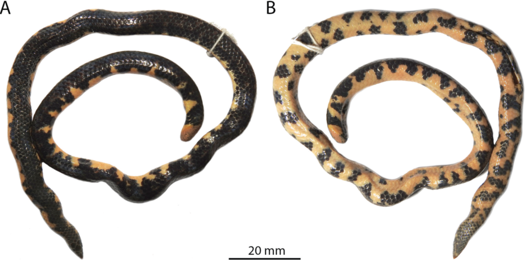 Rhinophis siruvaniensis