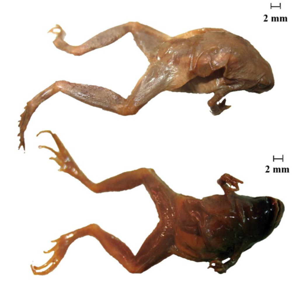 Microhyla spp