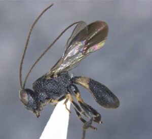 A review of the rare subgenus Carinichelonus (Hymenoptera: Braconidae) from India