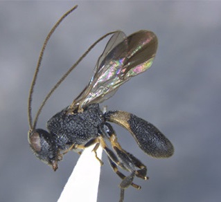 A review of the rare subgenus Carinichelonus (Hymenoptera: Braconidae) from India