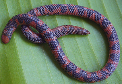 Indian Rhinophis